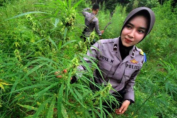 Legalisasi Ganja di Aceh
